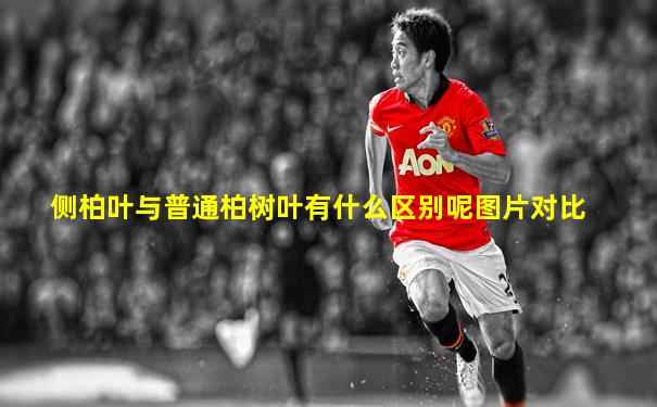 侧柏叶与普通柏树叶有什么区别呢图片对比