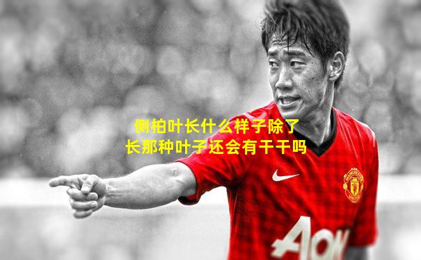 侧柏叶长什么样子除了长那种叶子还会有干干吗