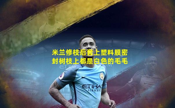 米兰修枝后套上塑料膜密封树枝上都是白色的毛毛